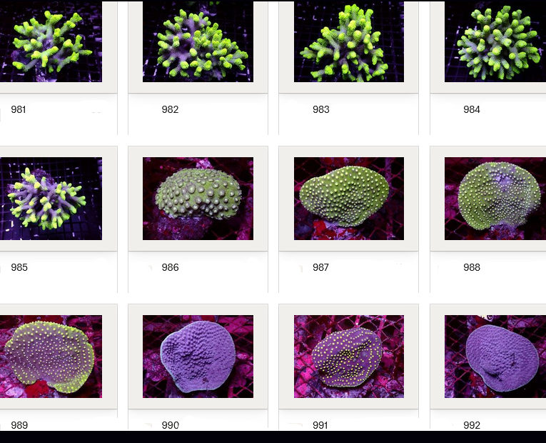 Kupang Corals