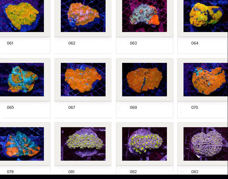 Kupang Corals