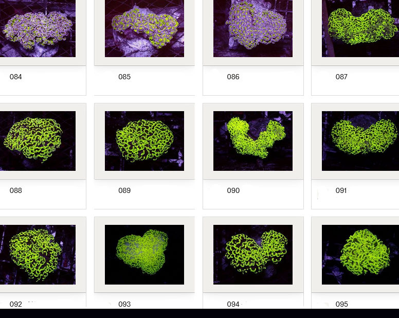 Kupang Corals