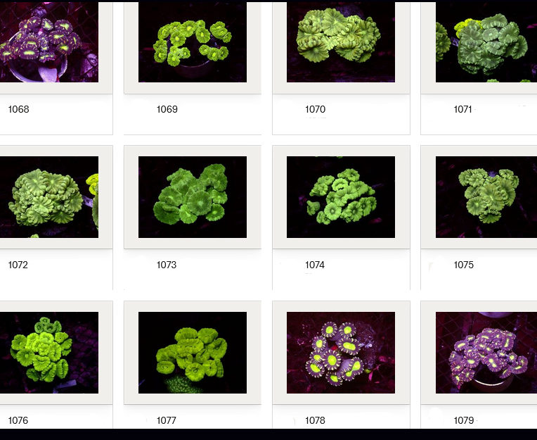 Kupang Corals