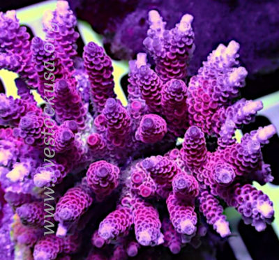 Acropora hyacinthus