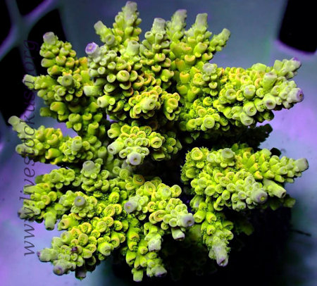 Acropora tenuis