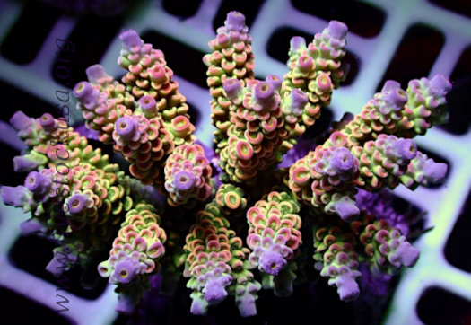 Acropora tenuis