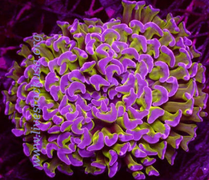 Hammer Coral