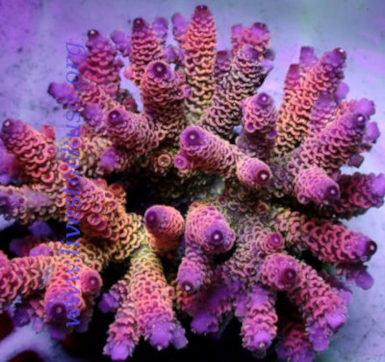 Millepora