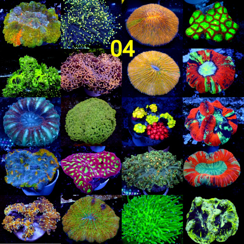 Manado Corals