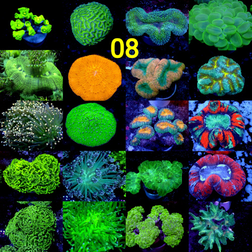 Manado Corals