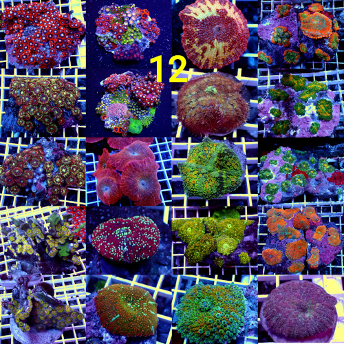 Manado Corals