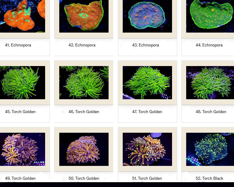 Manado Corals