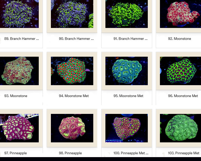 Manado Corals