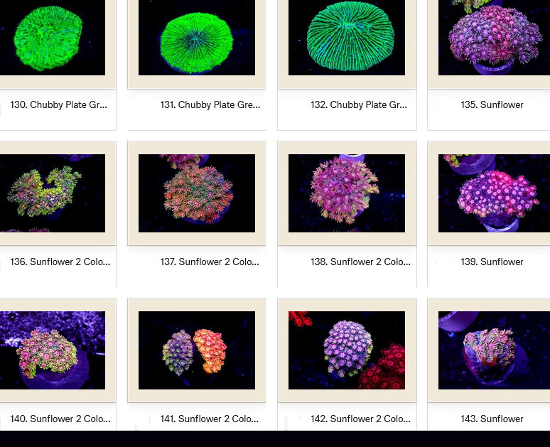 Manado Corals