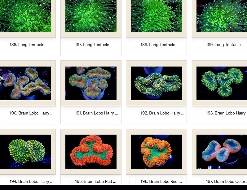 Manado Corals