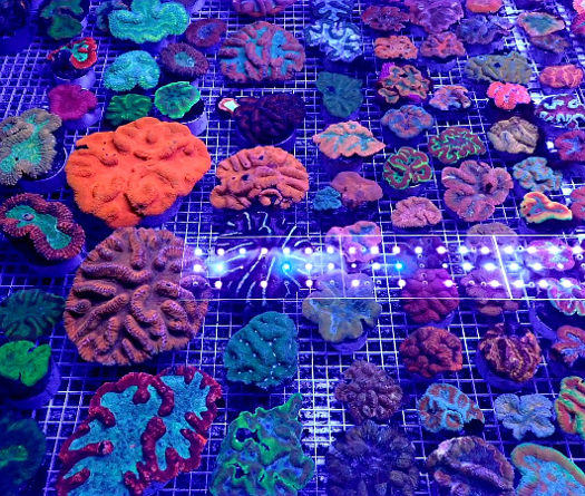 Manado Corals