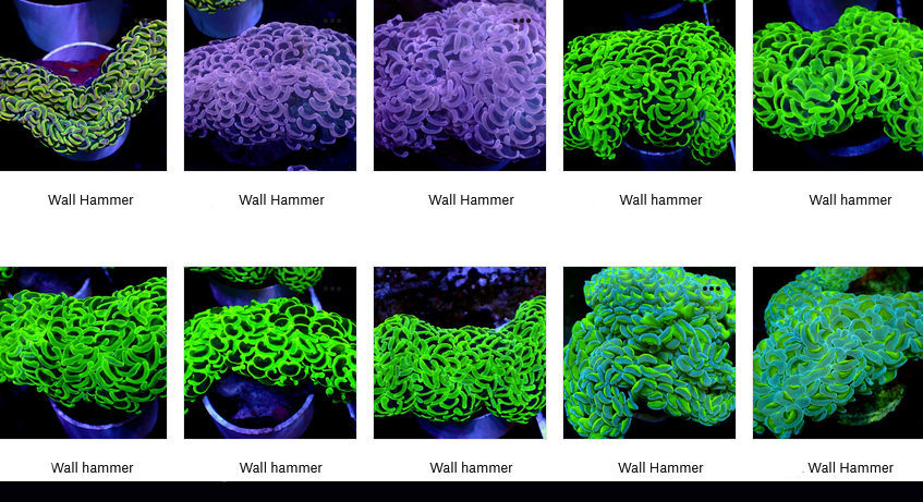 Hammer Coral