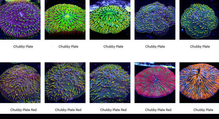 Plate Coral