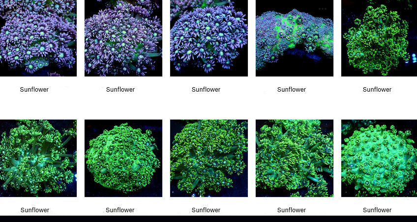 Sunflower Coral