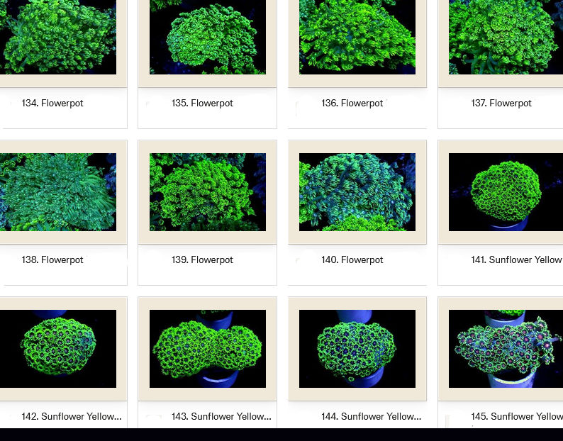 Manado Corals