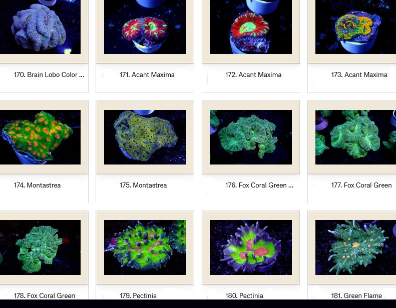 Manado Corals