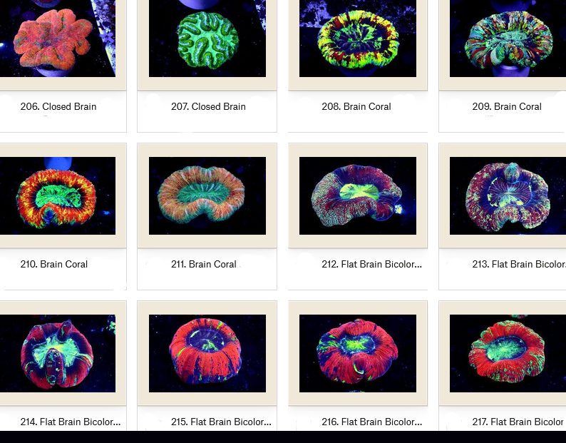 Manado Corals