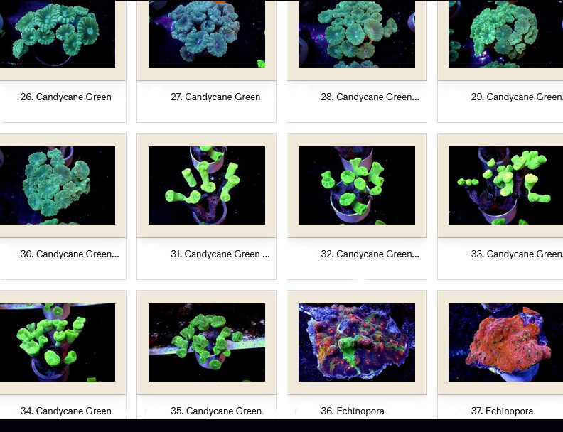 Manado Corals