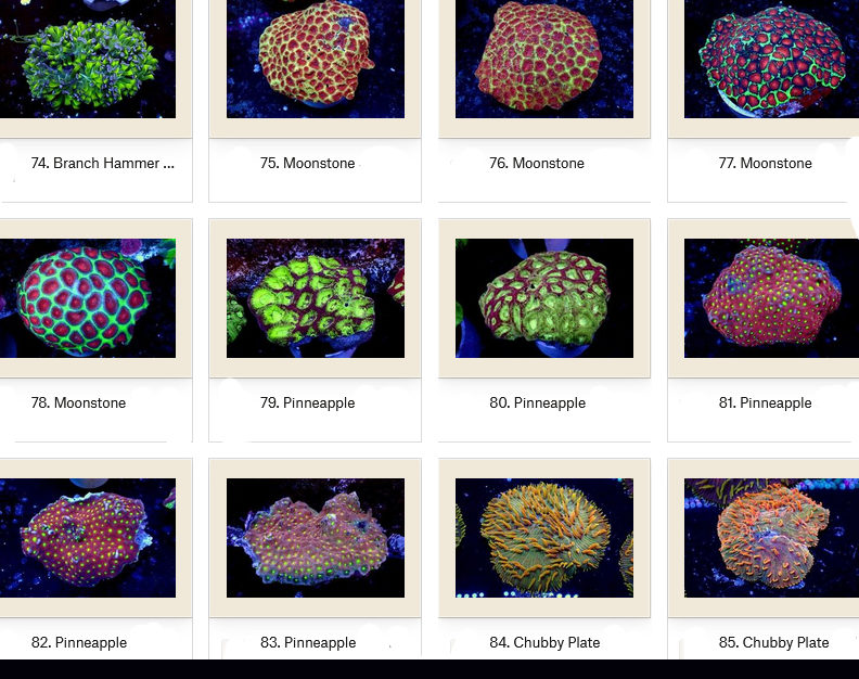 Manado Corals