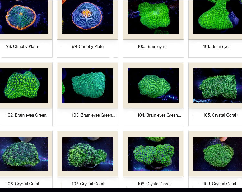 Manado Corals