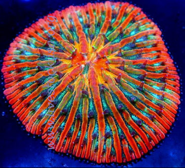 Plate Coral