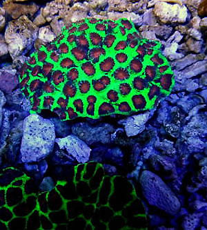 Brain Coral