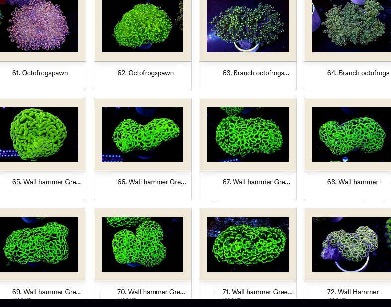 Manado Corals