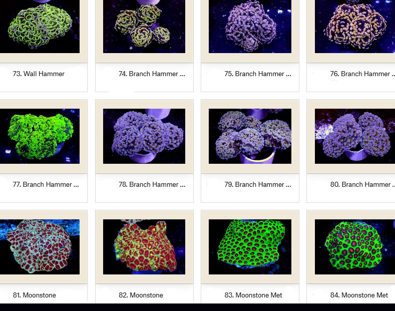 Manado Corals