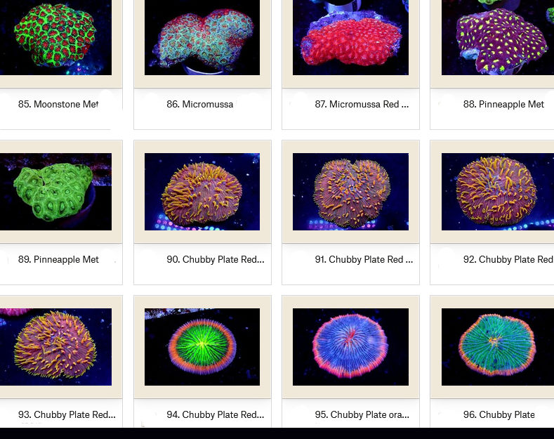 Manado Corals