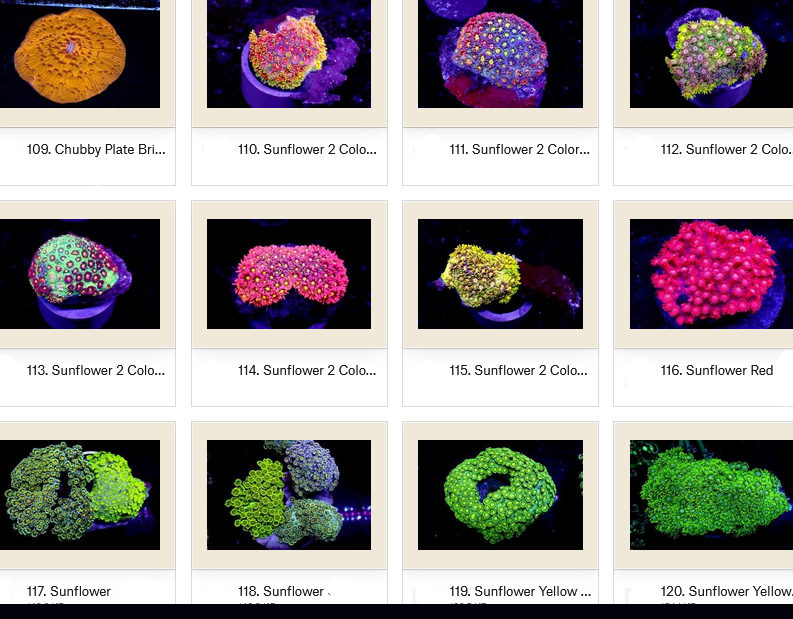 Manado Corals