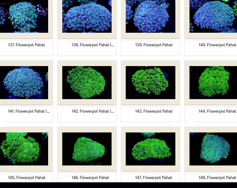 Manado Corals