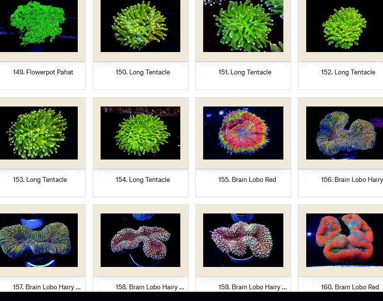 Manado Corals