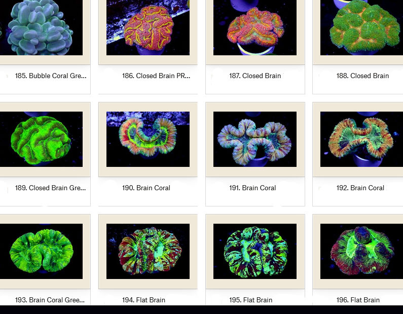 Manado Corals