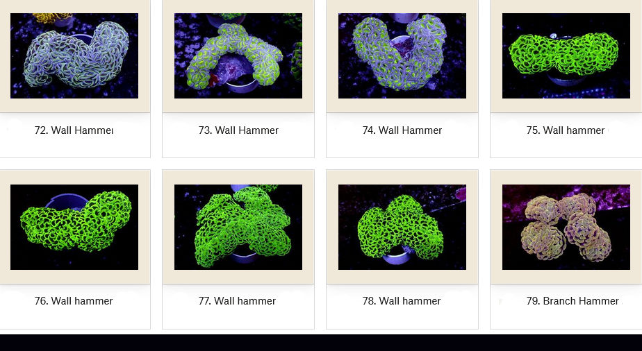 Manado Corals