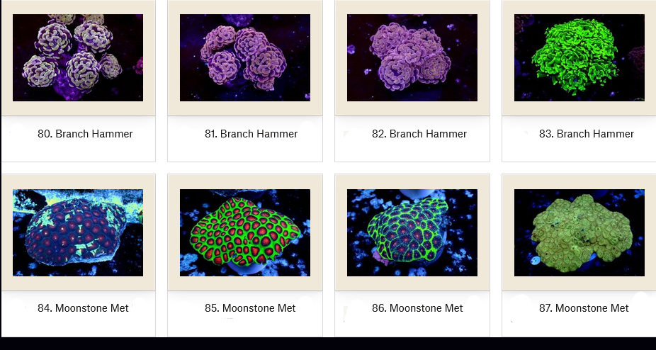 Manado Corals