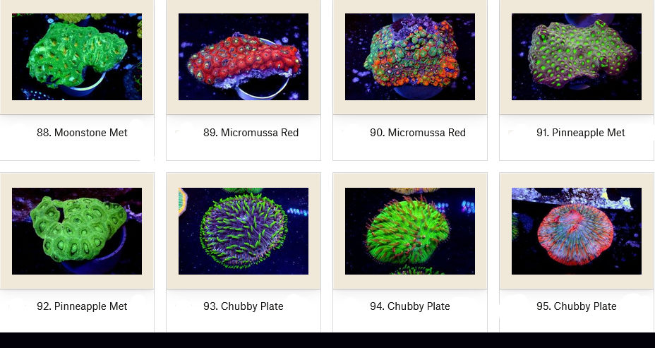 Manado Corals