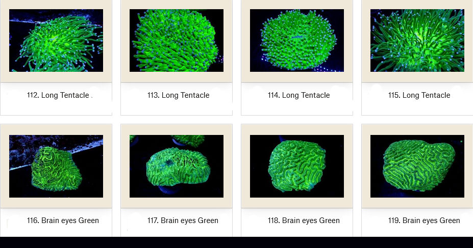 Manado Corals