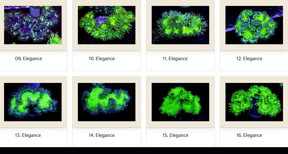 Manado Corals