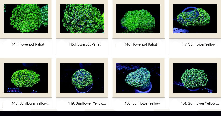 Manado Corals