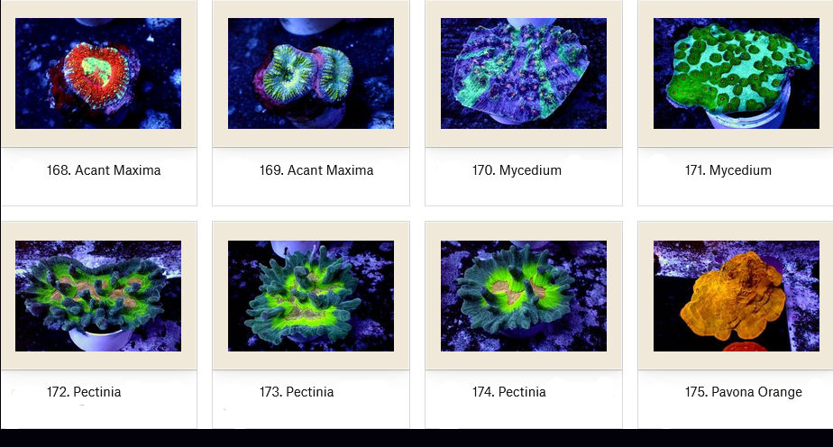 Manado Corals