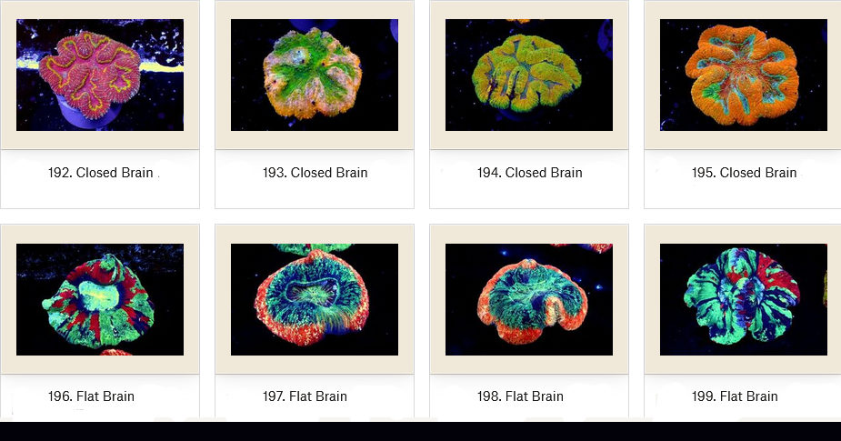 Manado Corals