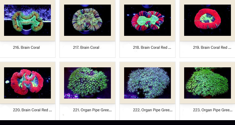 Manado Corals