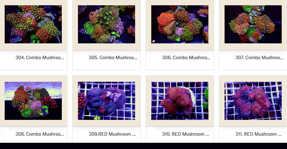 Manado Corals