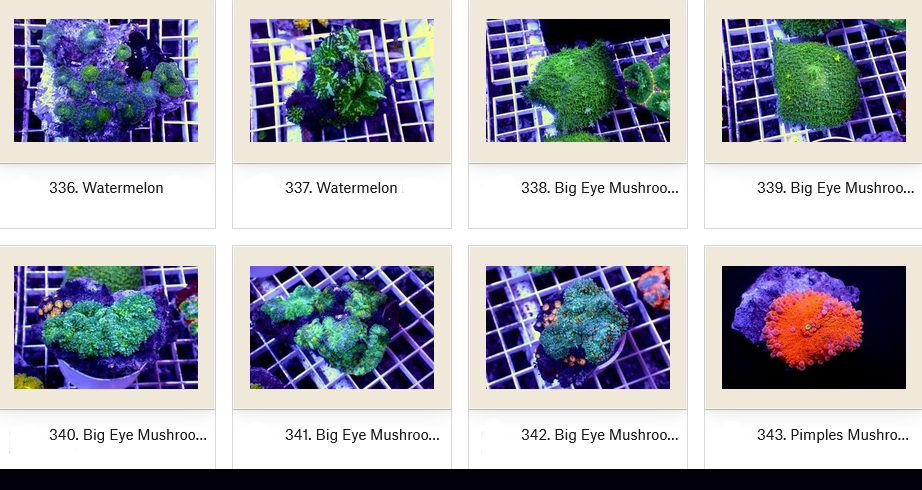 Manado Corals