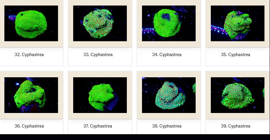 Manado Corals