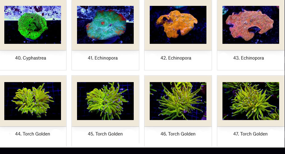 Manado Corals