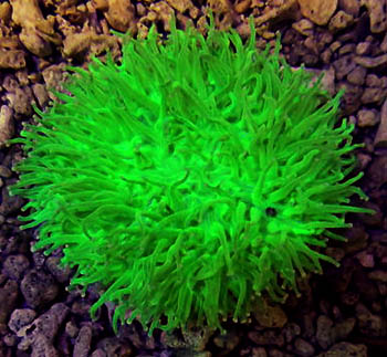 Plate Coral