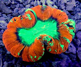 Trachyphyllia